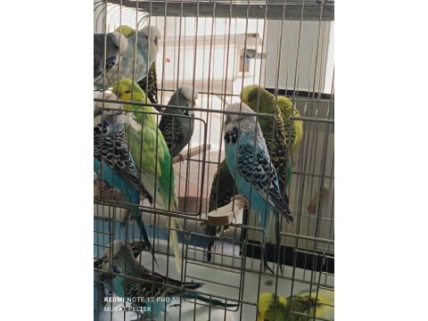 Show jumbo muhabbet kuşu