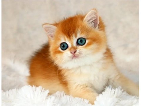 Mavi gözleriyle fark yaratan golden british shorthair 
