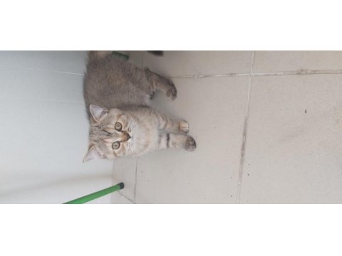 3 aylık british longhair
