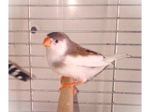 Yeni yeme düşen dişi hint bülbülü ispinoz