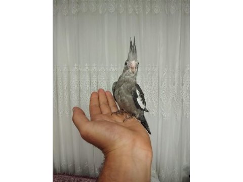 Acil sahiplendirme yavru kuşlar