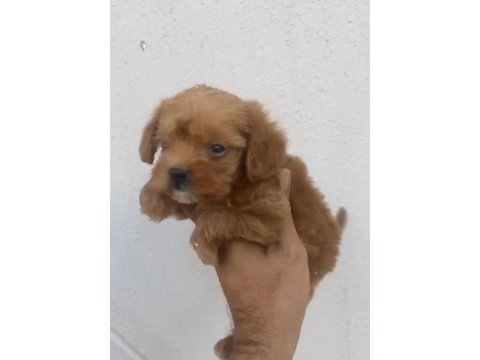 Maltipoo kalite yavrular ırk sağlık garantili