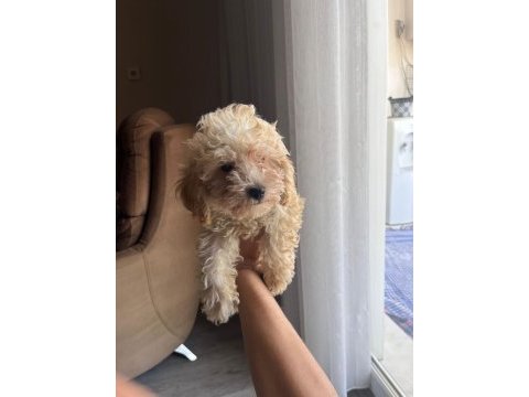 Güzel toy poodle yavrularımız yeni yuvasını arıyor