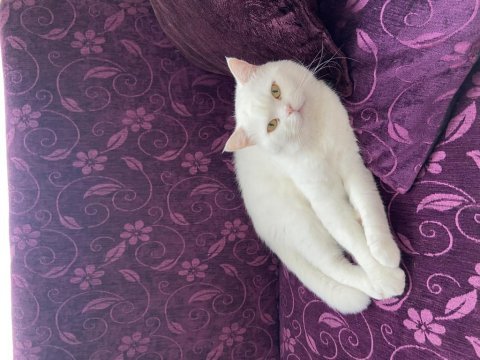 British shorthair erkek kısır kedimiz