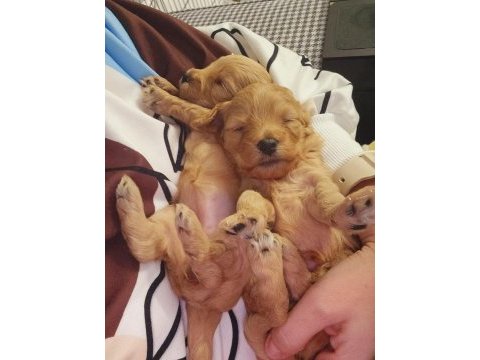 Maltipoo ve poodle yavrular