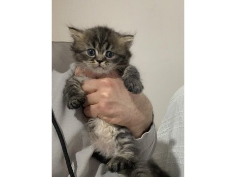 Evden eşsiz show kalite british shorthair yavrular