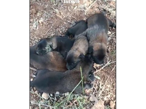 Belçika kurdu kalite asla tesadüf değildir