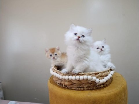 British longhair dişi yavrular şecereli