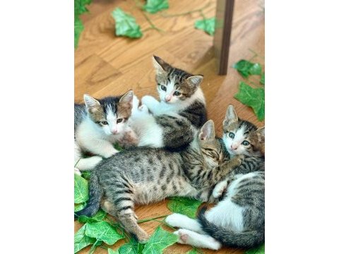 4 yavru kedimiz sahiplerini arıyor ücretsizdir
