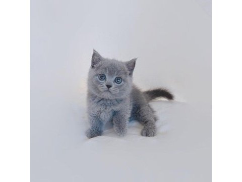 British shorthair yavruları