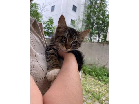 2,5 aylık tekir erkek kedimiz