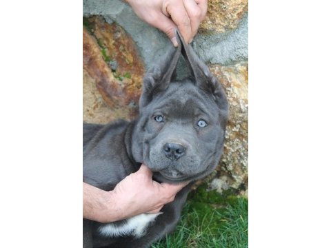 Cane corso yavrularım