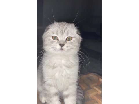 7 aylık scottish fold