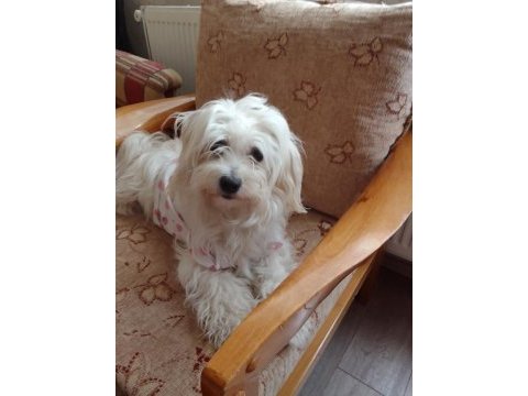 Bembeyaz 3 ay anne sütü almış maltese terrier bebekler