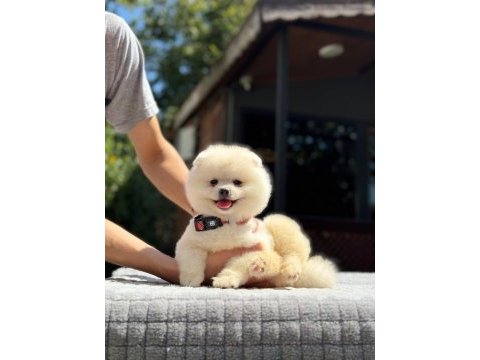 Sağlık ve ırk garantili pomeranian