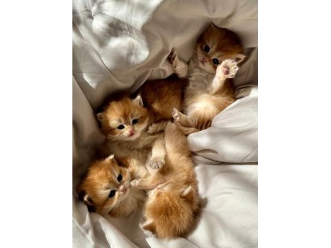 Golden british longhair