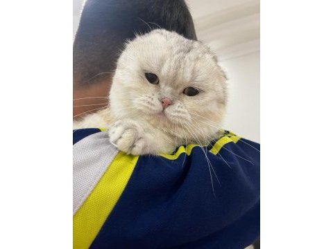 Yeni yuvasını arıyor acil scottish fold