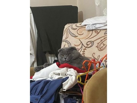 British shorthair kedimiz acil satılıktır