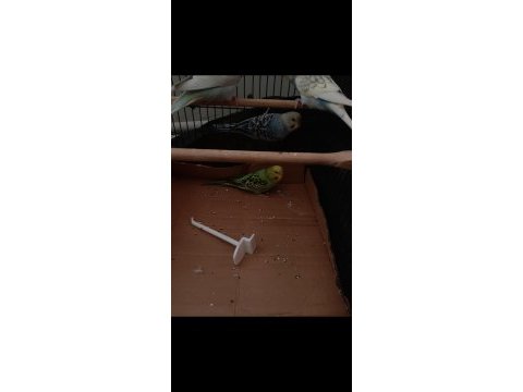 Büyük çift bölmeli salma kafes ve 4 kuş 3 dişi 1 erkek