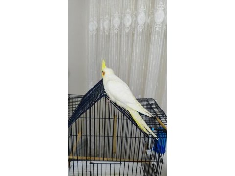 3 aylık sultan papağanı sağlıklı lutino tür
