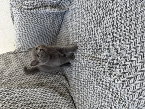 Orjinal british shorthair yavrusu