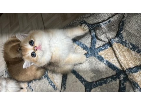 Anne baba şecereli golden british shorthair yavrular
