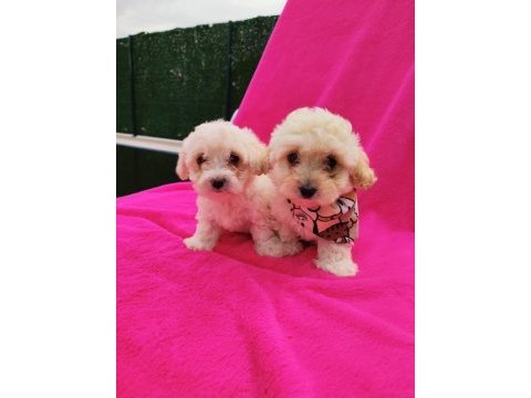 Yavru maltipoo köpeği