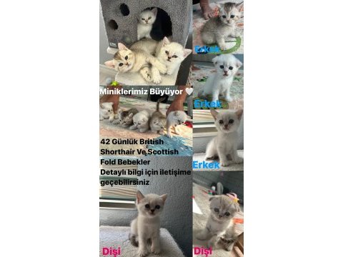 British shorthair ve scottish fold bebekler