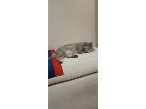 Ücretsiz sahiplendirilecektir british shorthair