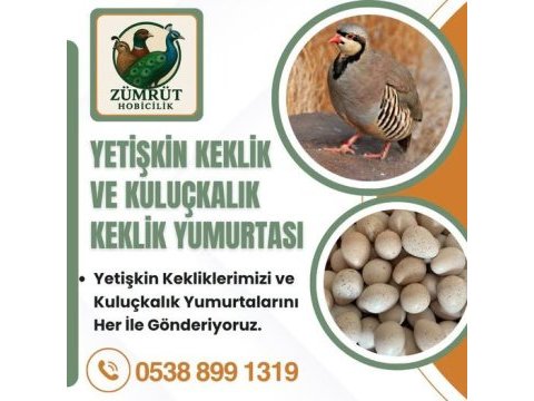 Yetişkin keklik bulunmaktadır
