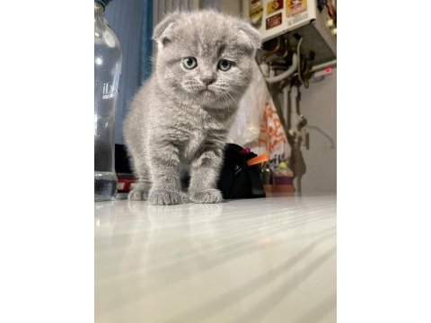 60 günlük scottish fold