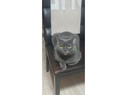 British shorthair paticikler