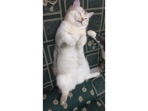 Cins kedimizi ücretsiz olarak sahiplendiriyoruz