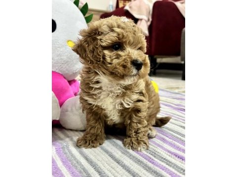 Çiş eğitimli maltipoo balı