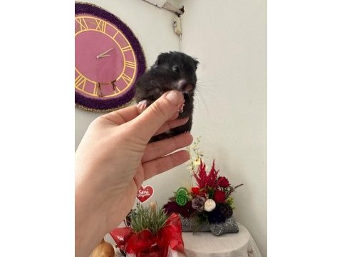 11 bebek ve anne baba hamster