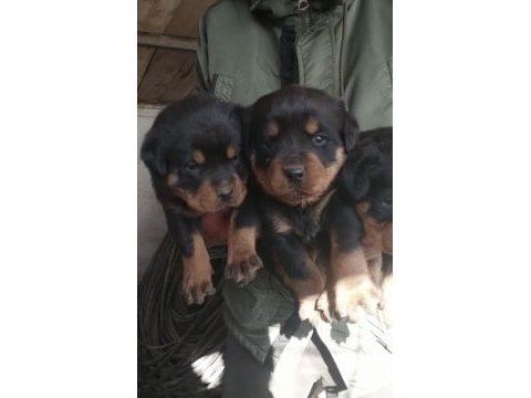 45 günlük koca kafa rottweiler yavrular