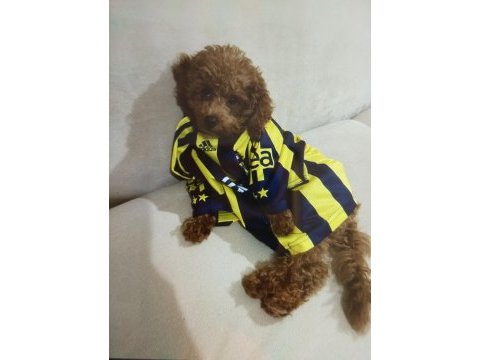Acil toy poodle istanbul anadolu yakası