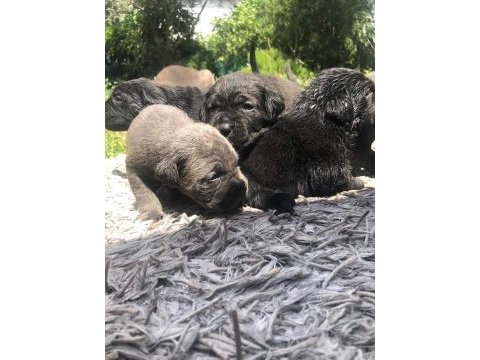 Kaliteli cane corso yavrular rezervede