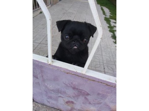 1 yaşında erkek siyah pug