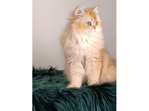 British longhair dişi