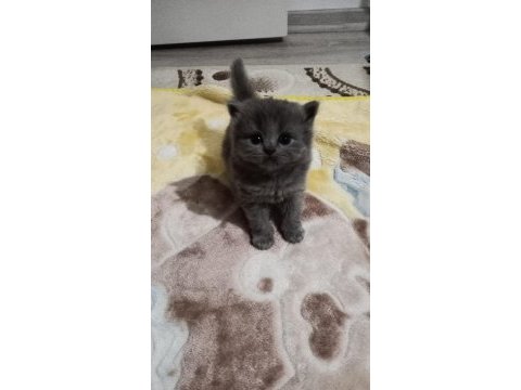 Bayram şekeri kedimiz