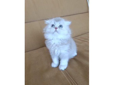 Sadece aileye british longhair