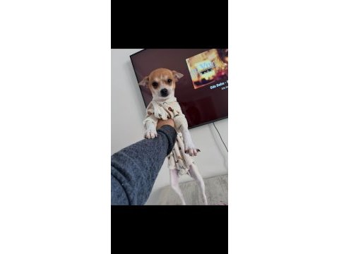 5 aylık chihuahua