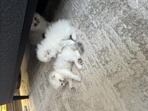 Sevimli iki kız kardeş kedimiz