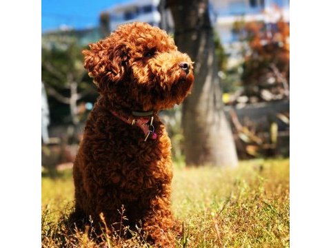 Toy poodle izmir