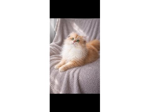 British longhair açıklamayı okumadan aramayın