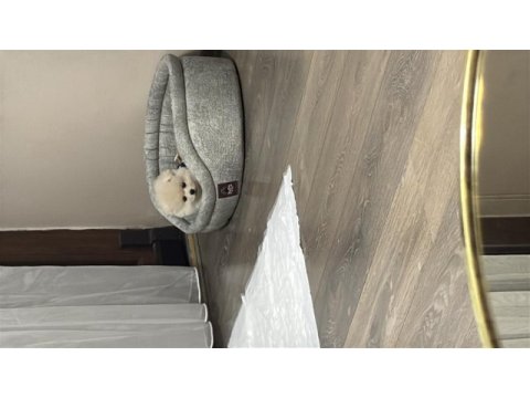 3 aylık pomeranian