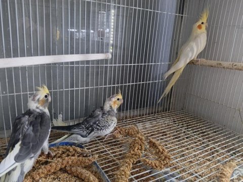 Bebek sultan papağanları