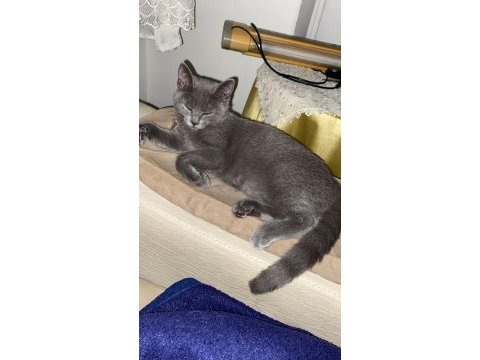 British shorthair 6 aylık dişi