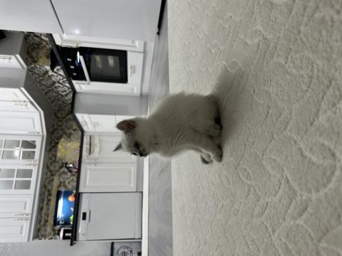 2 aylık yavru british shorthair safkan